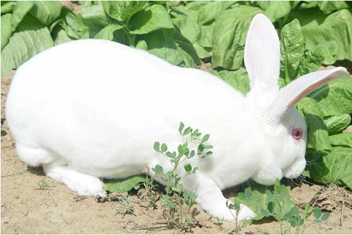 獭兔养殖成本和利润怎么样,獭兔养殖市场前景如何？