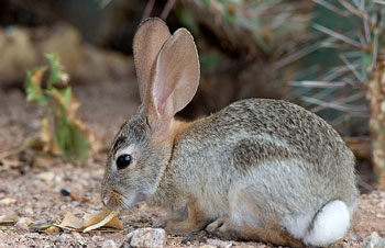 沙漠棉兔