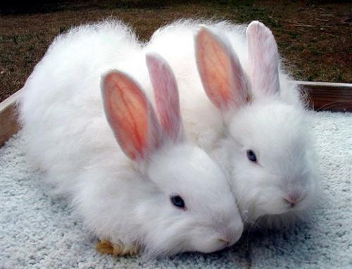 宠物兔养殖技术:养兔高手教你养兔七个技巧