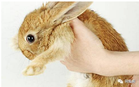 兔子怀孕期间常见病该怎么防治？