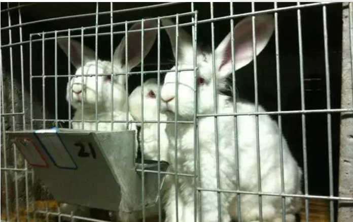 兔子常见的传染病有几种？治疗的方法？