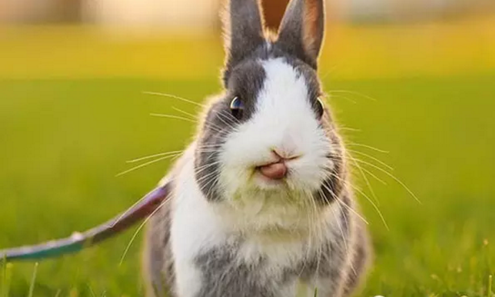 宠物兔常见疾病与预防