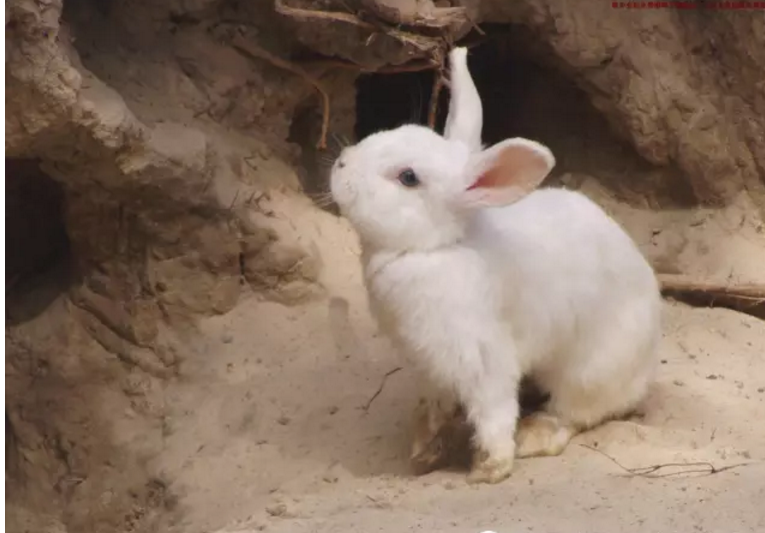 兔子的常见病认识及其防治