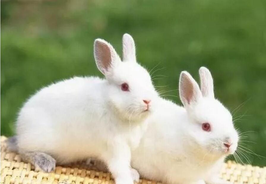 春季养兔应注意什么