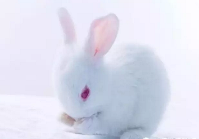 冬季养兔必须注重的事项