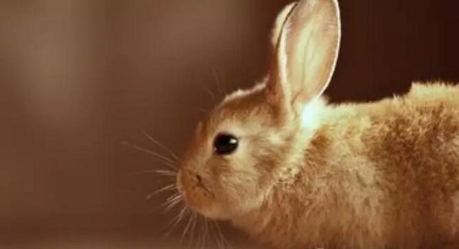【养兔】仔幼兔饲养管理规范和防病技术