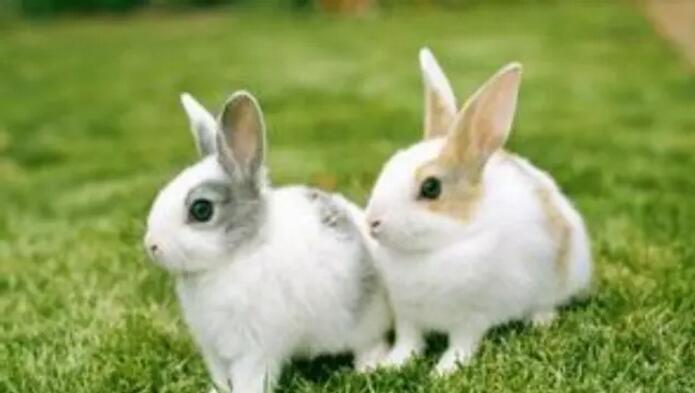 幼兔饲养管理新技术，让你的爱兔赛过“玉兔”！