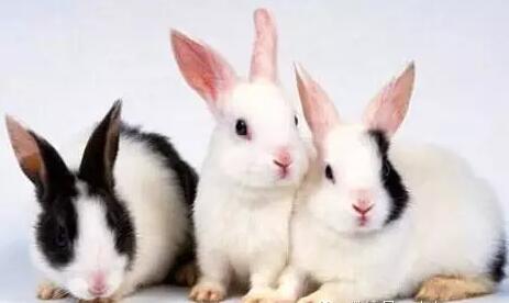 兔病防治重治轻防是养殖行业中普遍存在的问题