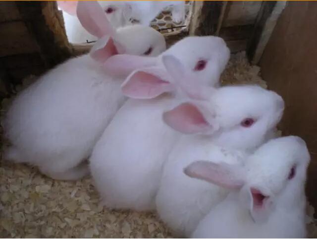【兔病防治】冬季幼兔易患腹泻病，提前预防是关键