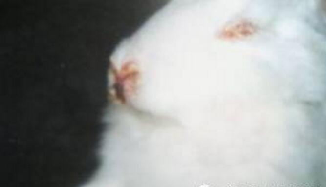 兔传染性鼻炎的防治预防治疗症状和病理变化