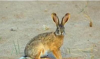 野兔杂交野兔养殖适宜其生长的仿野生环境