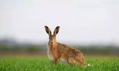 野兔养殖中应注意的问题购进成年种兔