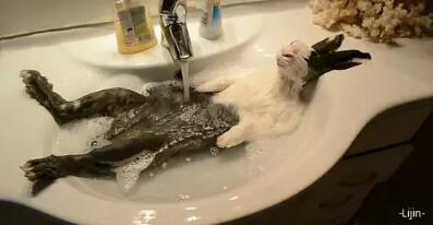 养兔误区不给兔子喝水给兔子洗澡