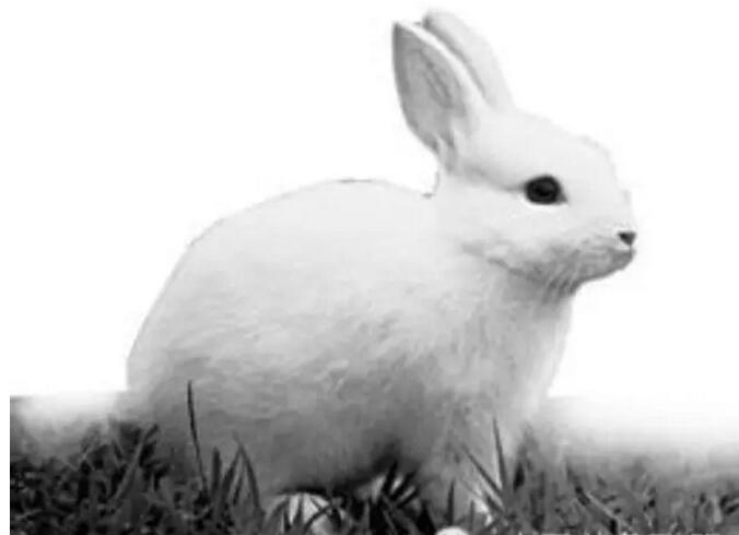 养兔发展新闻整合资金养兔子 盘活经济促增收