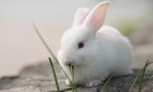 【兔业新闻】宝鸡养兔奔上致富路光荣脱贫