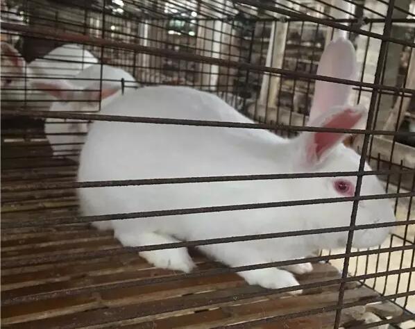 【兔业新闻】广西媒体团来到百色市田东隆祥兔业农民专业合作社
