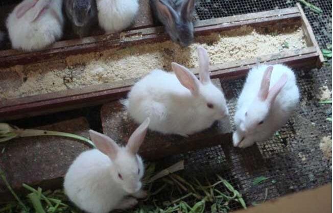 新手养兔的几个小忌讳，养殖技术