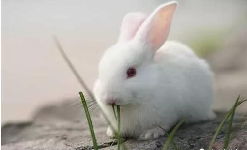 【兔业新闻】宝鸡养兔奔上致富路光荣脱贫