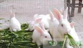仔兔与幼兔的饲养管理有什么区别？开眼期，睡眠期