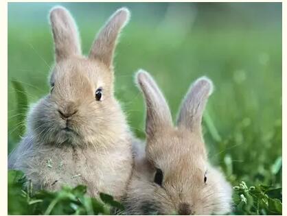 笼养兔数量要适宜，以能自由活动采食为原则
