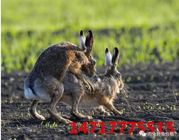 北方春季多风沙，是养兔最不利的季节之一
