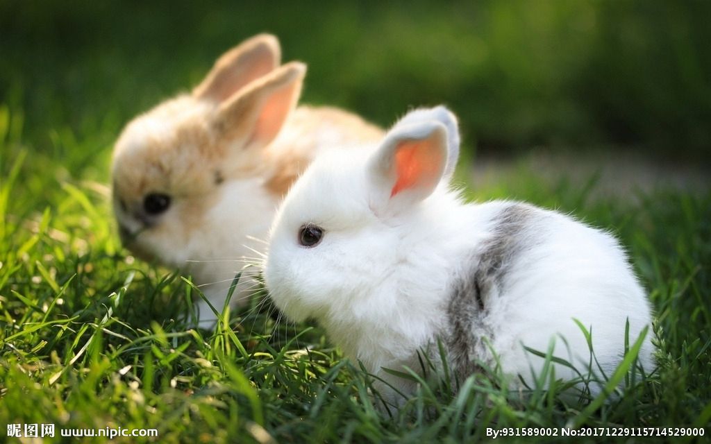兔子不吃窝边草什么意思