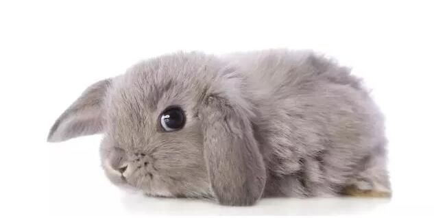 宠物兔常见由于垫料污染和尿淋漓继发皮炎