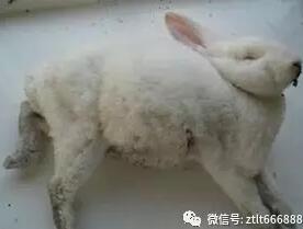 兔瘟又称兔病毒性出血症，毒感染引起的一种急性传染病