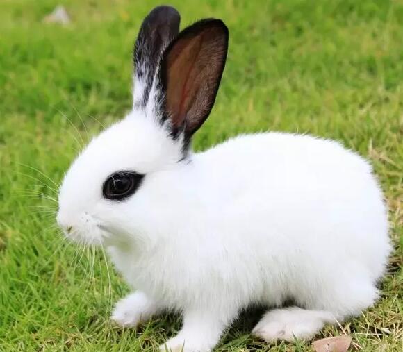 断奶仔兔和幼兔最易发病，其特征为急性腹泻，死亡率很高。