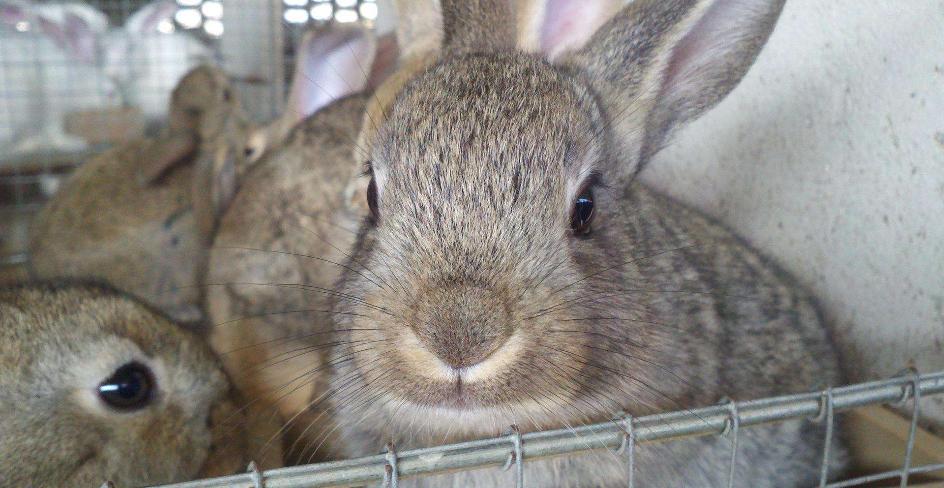 杂交野兔养殖场杂交野兔养殖效益