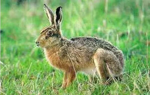 警惕！杂交野兔养殖是个骗局！