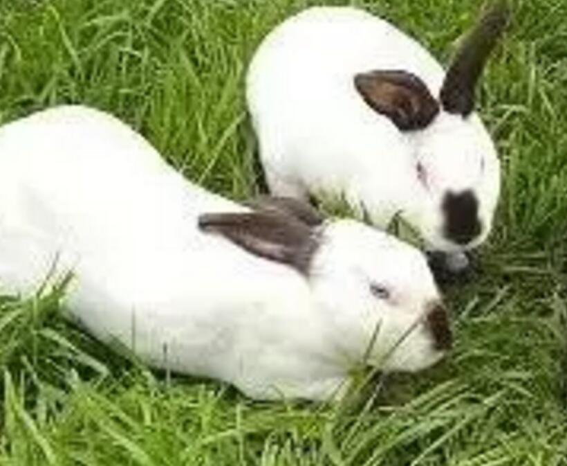养兔的几点须知很重要，看看养兔的禁忌有哪些？