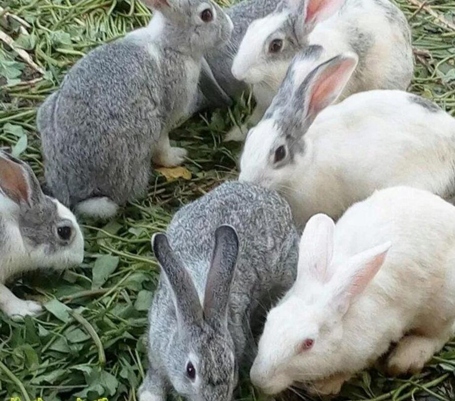 养殖种兔一点就通_关于留种兔的选择