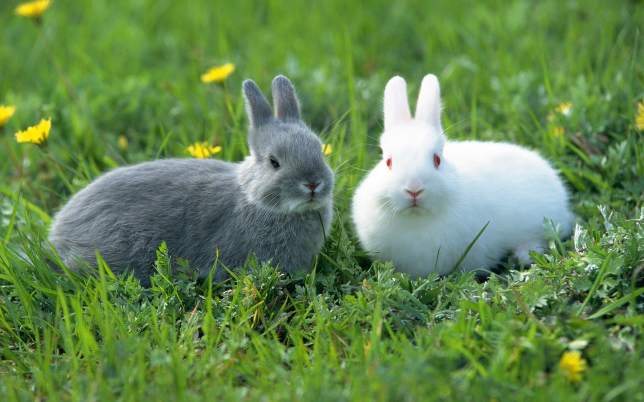 抓好早春配种，可一季配两胎，提高养兔经济效益。
