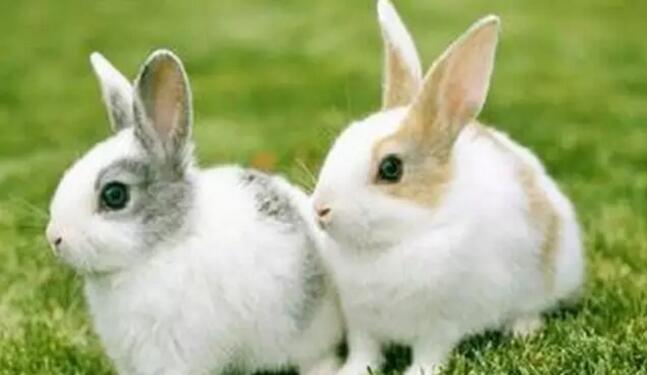 兔子正确养殖方法，请参考以下七点