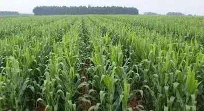 春玉米播种时间、生长周期、施肥标准