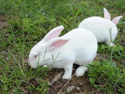 养兔科普知识 中国的野兔与家兔是两类完全不同的兔子