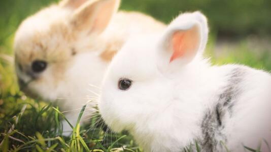养兔过程中离不开的兔用疫苗该如何贮藏