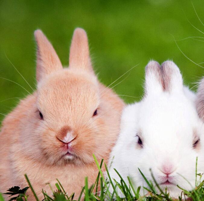 在山西发动农民养殖长毛兔，长毛兔饲料要注意多样化