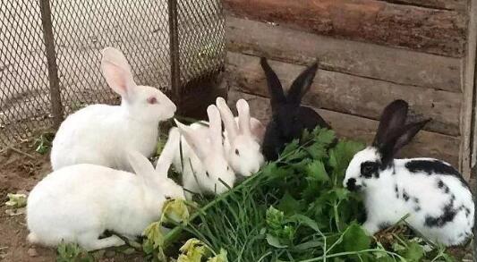这才是养兔业未来的理想模式--体验养兔农庄