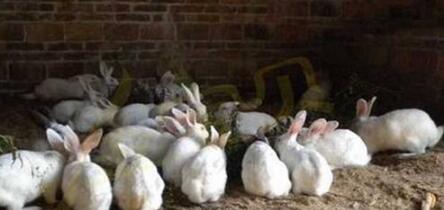 大学生回家养兔成桂林“兔子大王”_，每年出笼几十万只