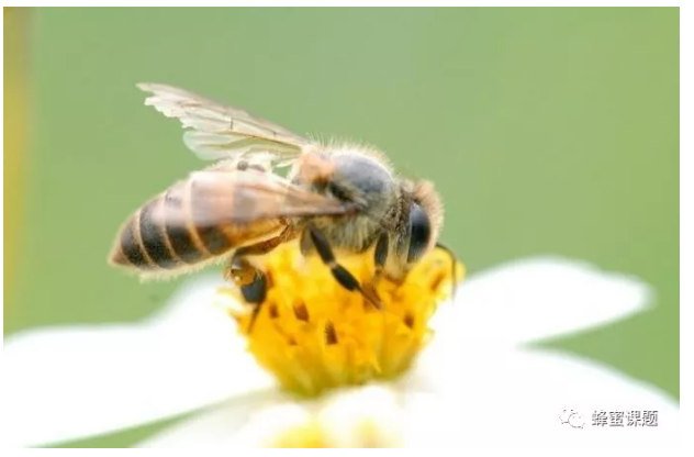 中蜂养殖，什么时候给蜜蜂分蜂好