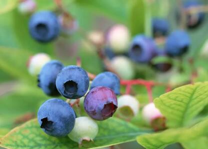 蓝莓原产于美洲，是越桔酸类植物这个大家族中的一种
