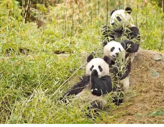 熊猫可爱，但是可爱不足以成为我们花大量财力物力去保护一个物种的理由