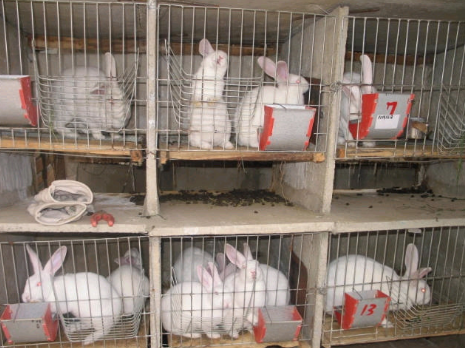 新疆吉木萨尔县：养殖肉兔实现特色养殖致富梦