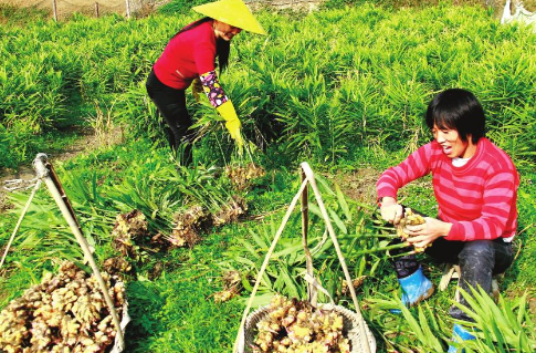 内蒙古乌拉特前旗引进生姜种植产业，带动农民发展特色经济