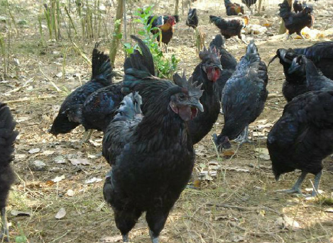 湖南长沙：引进绿壳蛋鸡等特色产业，靠生态种养创业致富
