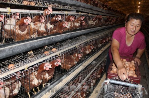 吉林东辽县实施年存栏720万只蛋鸡标准化养殖扶贫建设项目