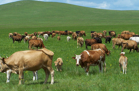 辽宁省“粮改饲”试点县扩至8个，有效降低草食畜牧业养殖成本