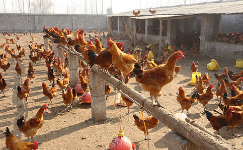 新疆伊州区委帮扶贫困家庭发展畜牧养殖